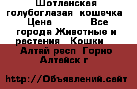 Шотланская голубоглазая  кошечка › Цена ­ 5 000 - Все города Животные и растения » Кошки   . Алтай респ.,Горно-Алтайск г.